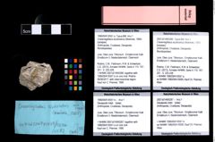 Foto (Objket + Etiketten) von Decapoda indet. 